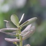 Albero di giada in un ambiente rilassante, simbolo di benessere e miglioramento del sonno.